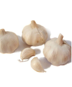 Garlic