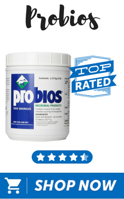 Probios - probiotics for horses