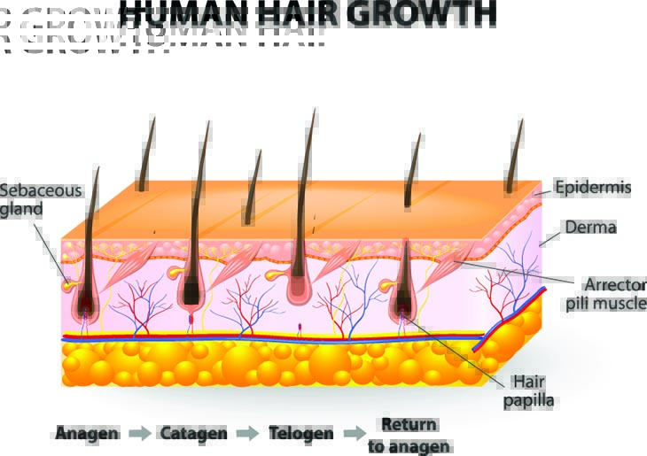 how to regrow hair naturally