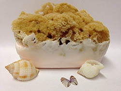 Goats’ Milk and Olive Oil Soap Bar with Attached Organic Sea Sponge by Mother Ocean Naturals