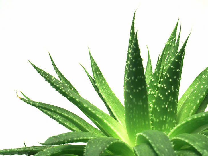best aloe vera gel