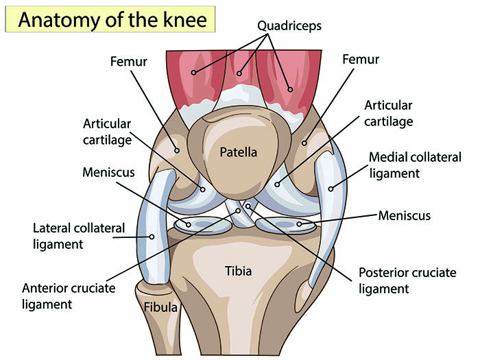 knee walker reviews