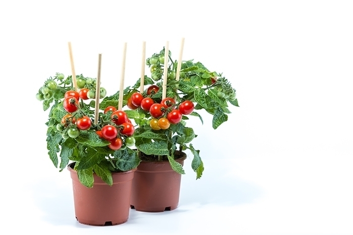 Complete Guide To The Best Plants To Grow & Eat At Home
