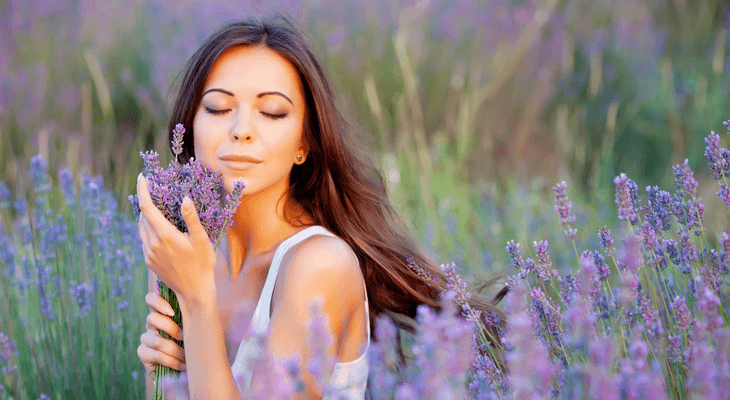 Lavender Flowers Lavender Flowers