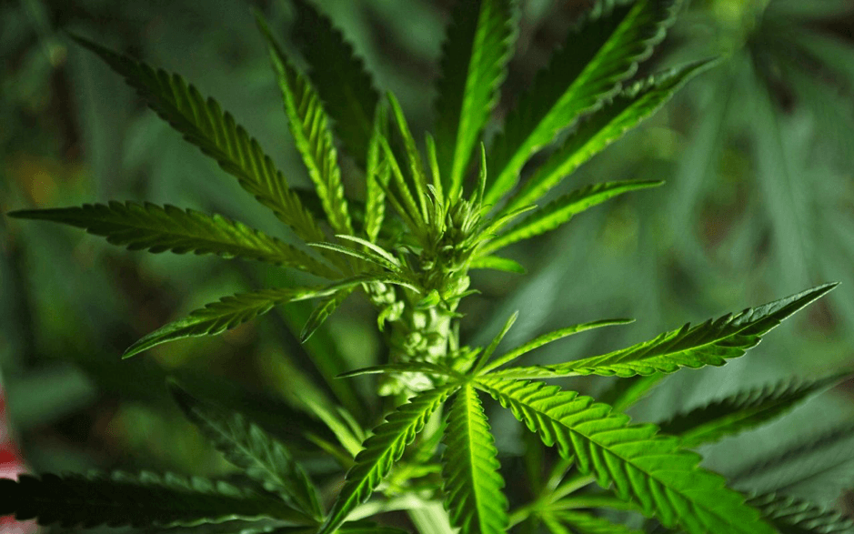 hemp plant