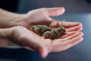 cannabis on hand