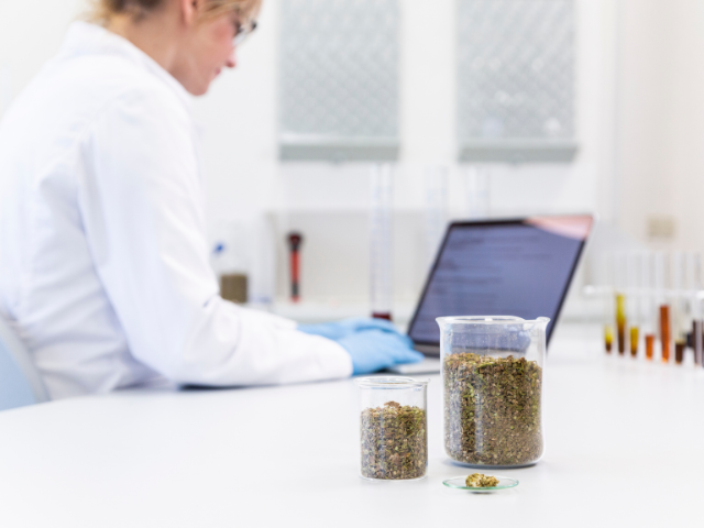 Hemp in beakers