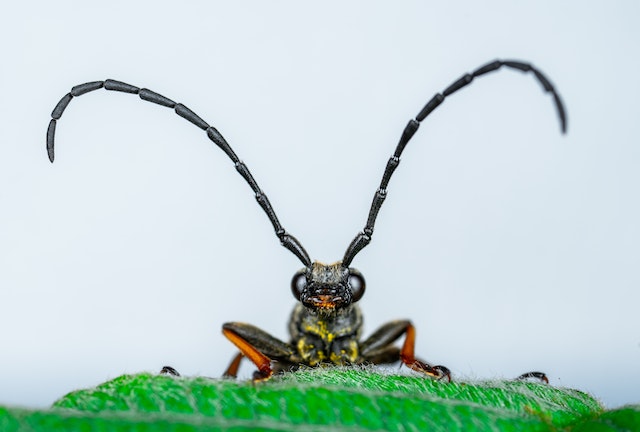 black and white insect on a green leaf
