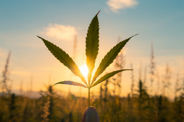 Cannabis leaf on a sunset background
