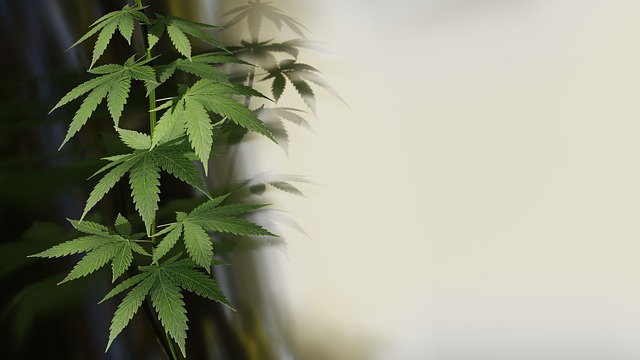 hemp plant