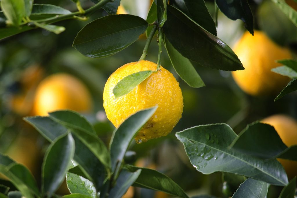 food and recipe blog lemons for lulu