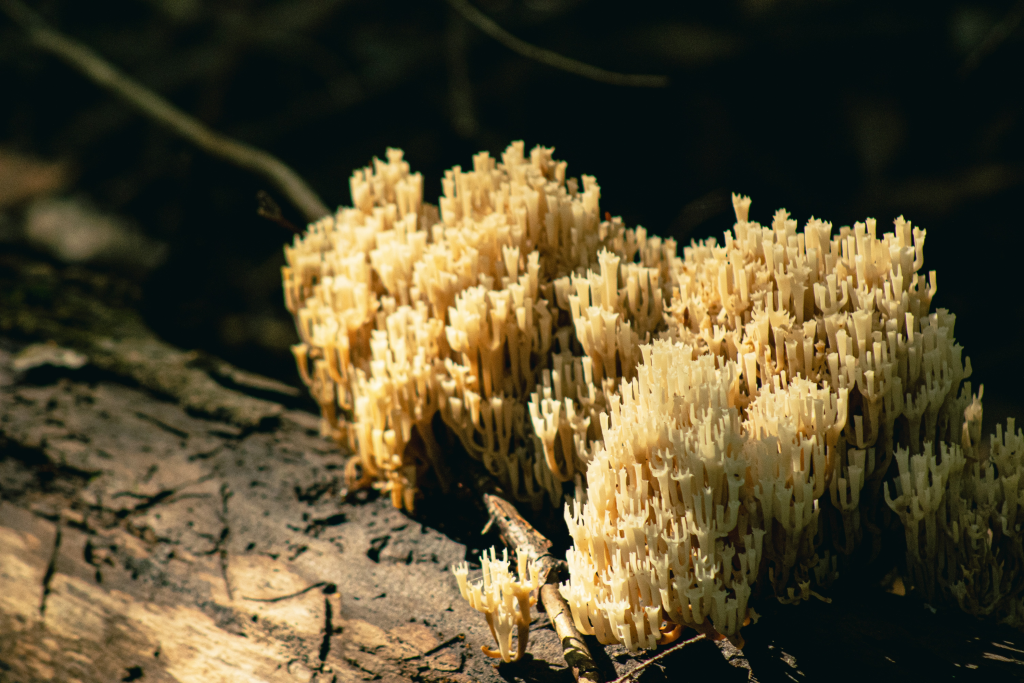 coral fungi - featured image